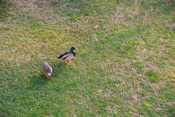 High angle view of a couple of mallards (Anas platyrhynchos) in a green lawn in springtime, Sirmione, Lake Garda, Lombardy, Italy