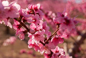 Peach tree in bloom, with pink flowers at sunrise. Aitona. Alcarras. Torres de Segre. Lleida. Spain. Agriculture. Flower close-up. Bokeh effects,