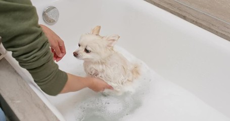 White pomeranian take shower