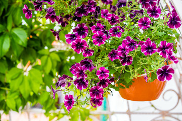 Purple petunias grow on flower beds in the city 
