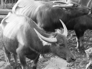 Buffalo that dive to eat grass