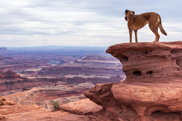 Dog in dead horse point state park