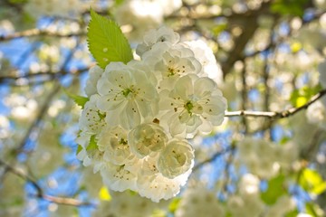 Bright White Cherry Tree Flower Blossom