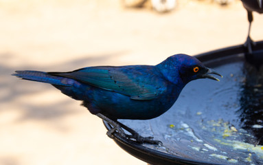 cape glossy starling