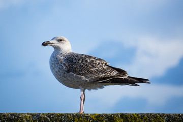 le jeune goéland