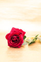 red rose on gold background table