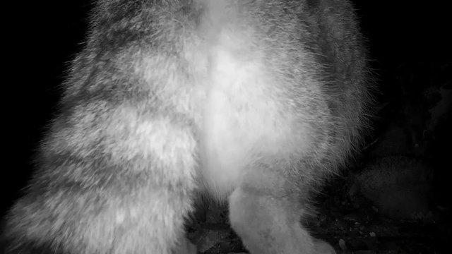 Europ&auml;ische Wildkatze nachts im Wald, Freilandaufnahme