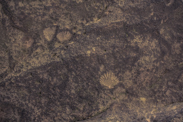 Close up background of yellow limestone with beautiful structure and fossil shells. Very elegant and modern backdrop for wallpaper or other use.