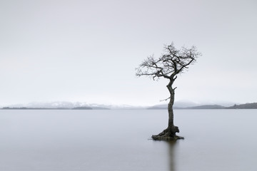 Tree in fog and water at tranquil Milarrochy Bay Loch Lomond Scotland UK