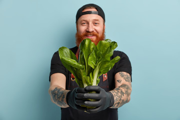 Male chef holds green salad for cooking delicious cuisine. Focus on mans hands with bok choy. Cheerful red haired skilled cook holds greenery which contains vitamins, stands over blue background