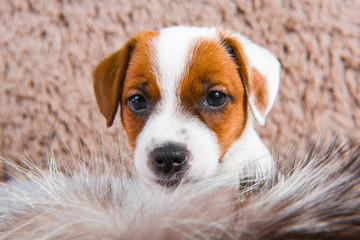 Cute puppy is playing in fur on brown background.