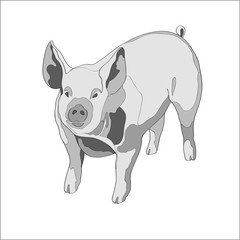 Vector illustration. Pig. Black and white.