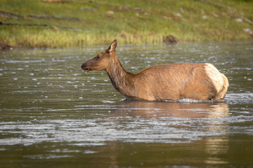 Elk cow