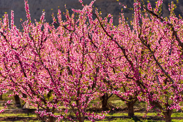 Rows of peach tree in bloom, with pink flowers at sunrise. Aitona. alcarras, Torres de Segre. Agriculture.