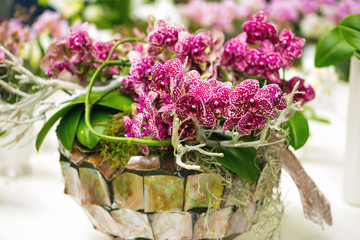 Close-up of pink orchids in a flowerpot / Exhibition Keukenhof Nitherlands