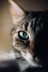 Beautiful cat portrait. Close up view of european shorthair cat.