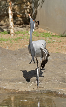 Demoiselle crane (Grus virgo) near pond