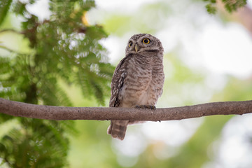 The owl
