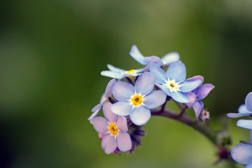Myosotis 