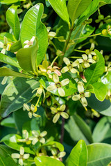 Obraz premium Small cherry growing in orchard cherry tree