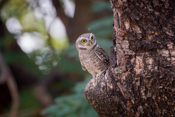The owl