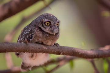 The owl