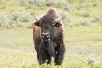 bison in yellowstone