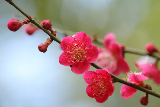 梅の花　Plum blossom	