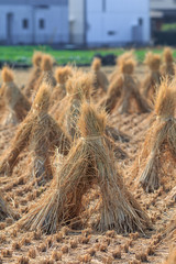 稲藁　農業
