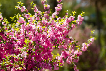 Bush cherry blossoms on a background of green vegetation. plant, flowers.
