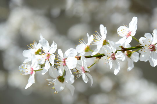 Weiße Zierkirschenblüten - freigestellt - Textfreiraum