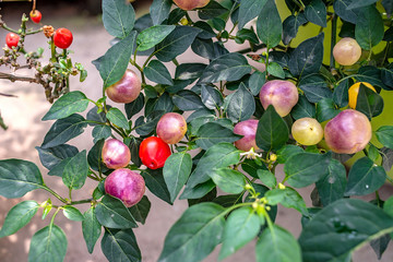 Chili tree is covered with colorful peppers