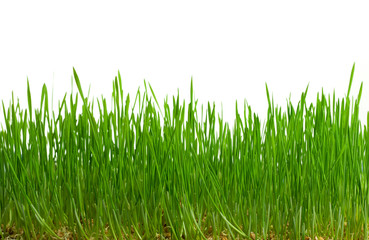 Fototapeta premium zielona trawa na białym tle