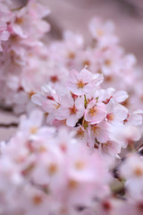 桜の花　春イメージ