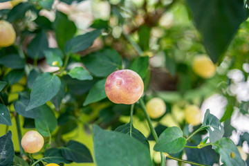 Chili tree is covered with colorful peppers