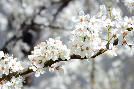 Zierkirsche weiß - Blütenmeer - Frühling in Südtirol