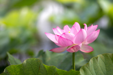 Obraz premium 蓮の花