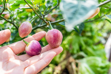 Colorful peppers picked on the farm