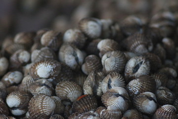 Thailand Nature And Wildlife