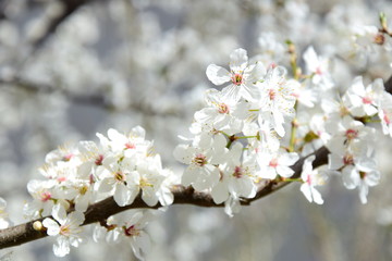 Weiße Zierkirschenblüten
