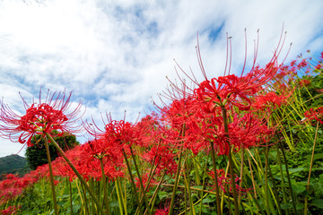彼岸花　秋イメージ
