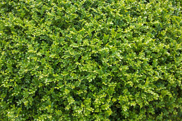 Green leaves of tree