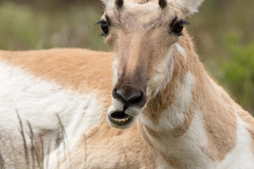 Antelope