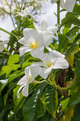 Fototapeta na wymiar Jasmine flower in the garden