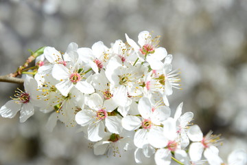 Weiße Blüten eines Kirschbaumes