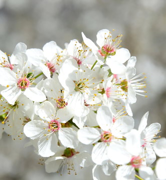 Weiße Blüten - Baumblüten - der Frühling ist da