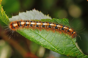 Lasiocampa quercus (LINNAEUS, 1758) Eichenspinner DE, NRW, Dellbrücker Heide (Köln) 29.12.2014