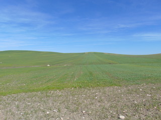 Biccari's grass field