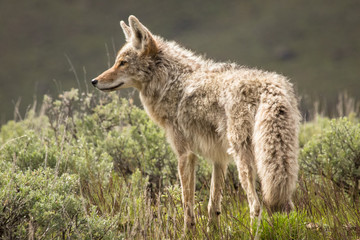 Coyote