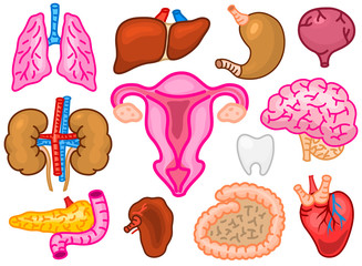 Cute organs. Happy human, Set of smiling characters. Vector pins, cartoon kawaii icons. Healthy heart, stomach, liver, bladder, uterus organ, lungs, kidneys, gallbladder, intestine, pancreas, brain.